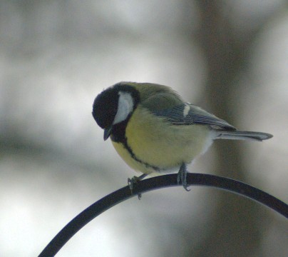 Kohlmeise_1
