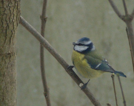 Blaumeise_1
